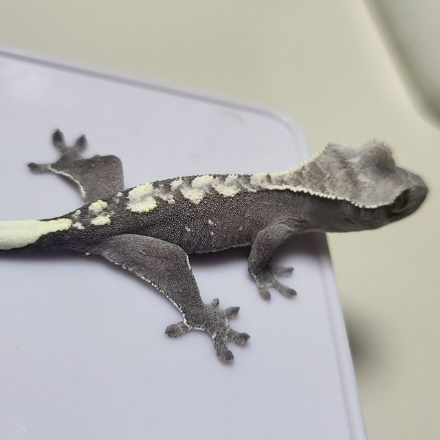 아잔틱