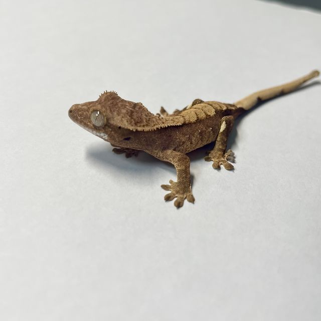 노멀 트라이 레드