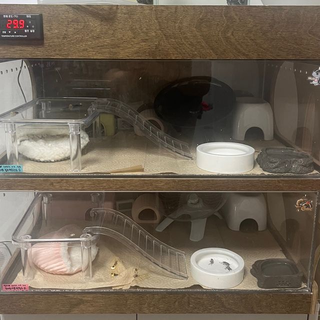 오레오 줄루 헷 고스트