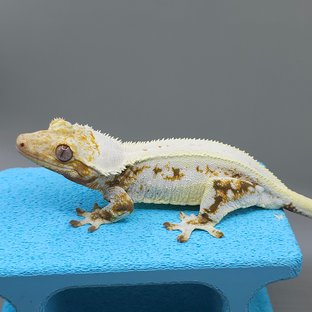 라떼