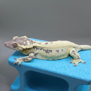 연유
