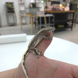 릴리화이트 릴잔틱 아잔틱