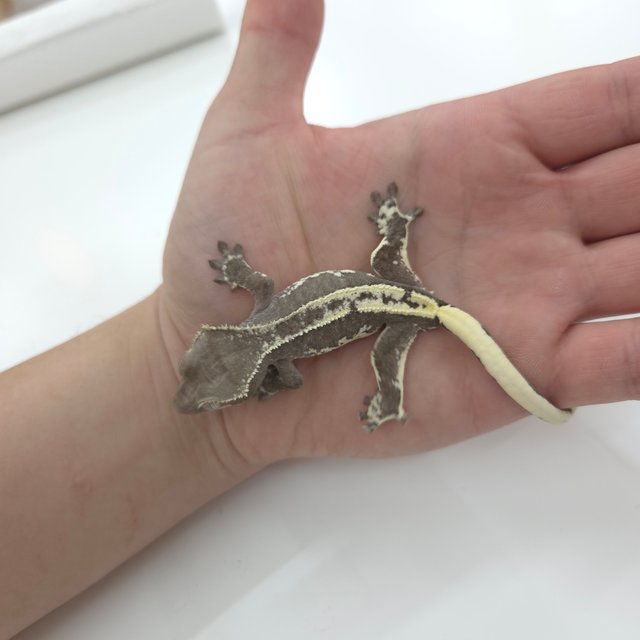 릴리화이트 릴잔틱 아잔틱