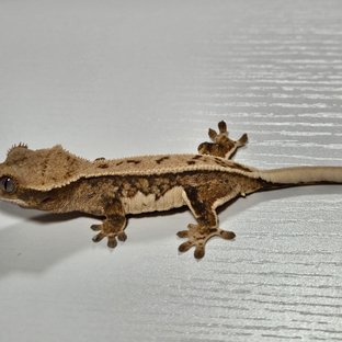 노멀 드리피 풀핀