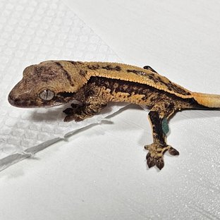 노멀 풀핀 쿼드