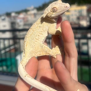 노멀 화이트스팟 화이트포트홀