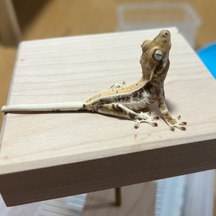 릴리화이트
