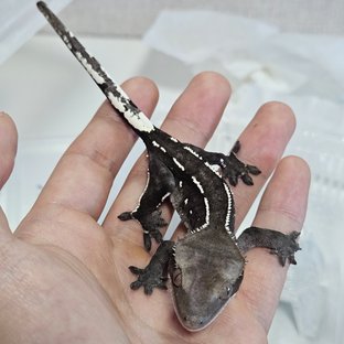 아잔틱 화이트포트홀 화이트핀