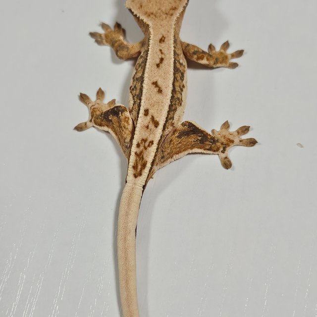 노멀 드리피 풀핀