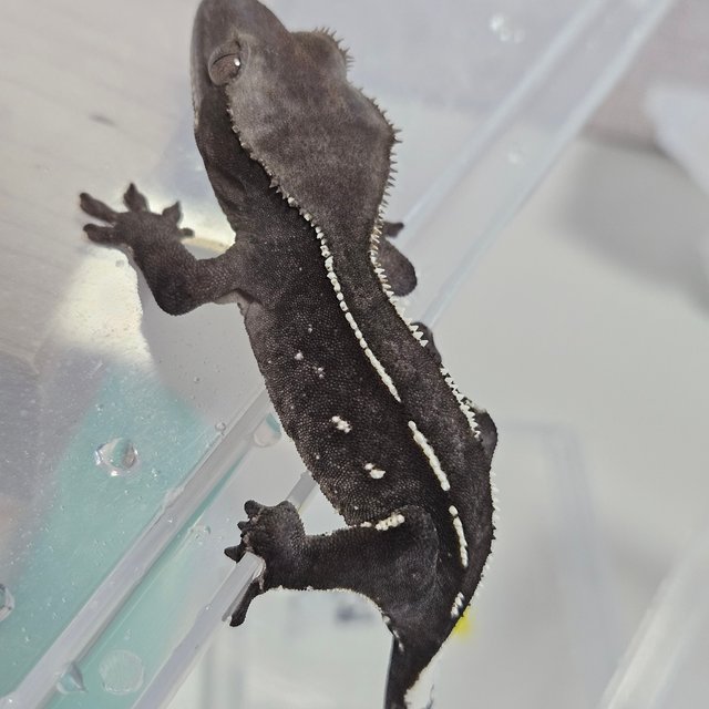 아잔틱 화이트포트홀 화이트핀