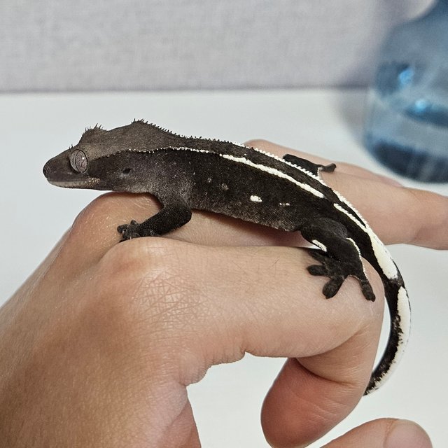 아잔틱 화이트핀 화이트포트홀