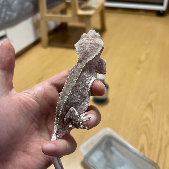 릴잔틱 아잔틱 팬텀 풀핀