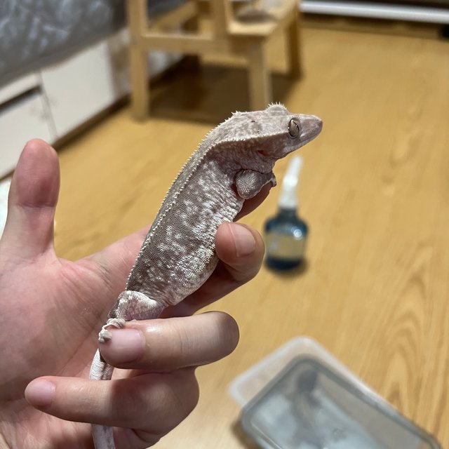 릴잔틱 아잔틱 팬텀 풀핀