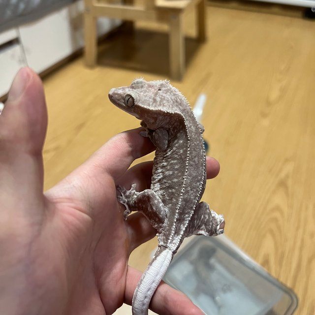 릴잔틱 아잔틱 팬텀 풀핀