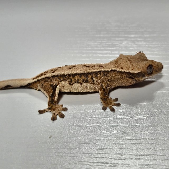 노멀 드리피 풀핀