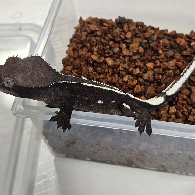 아잔틱 화이트핀 화이트포트홀