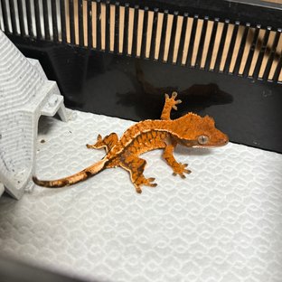트라이 익스트림할리퀸 텐저린