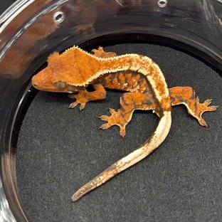 트라이 익스트림할리퀸 텐저린