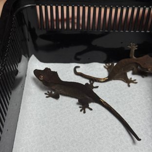 팬텀 다크 챠콜