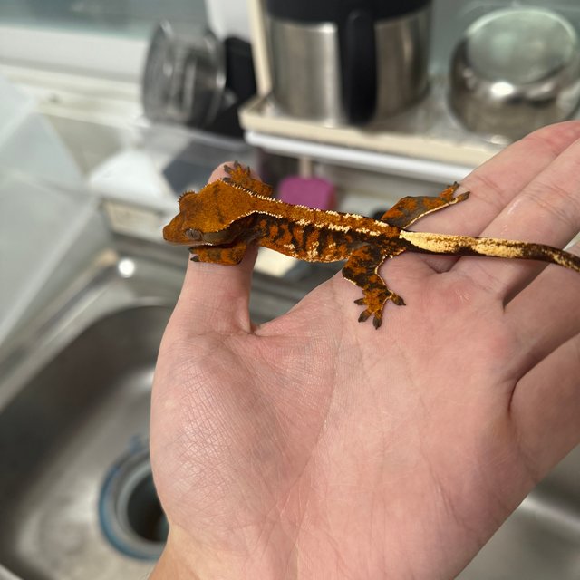 트라이 익스트림할리퀸 텐저린