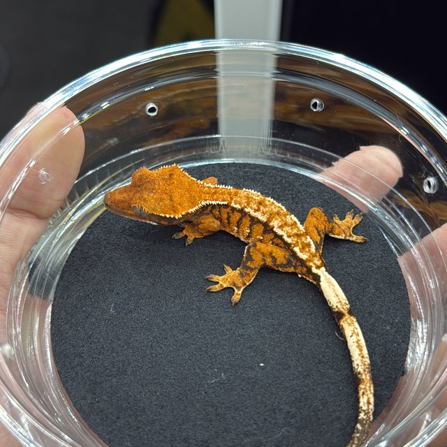 트라이 익스트림할리퀸 텐저린