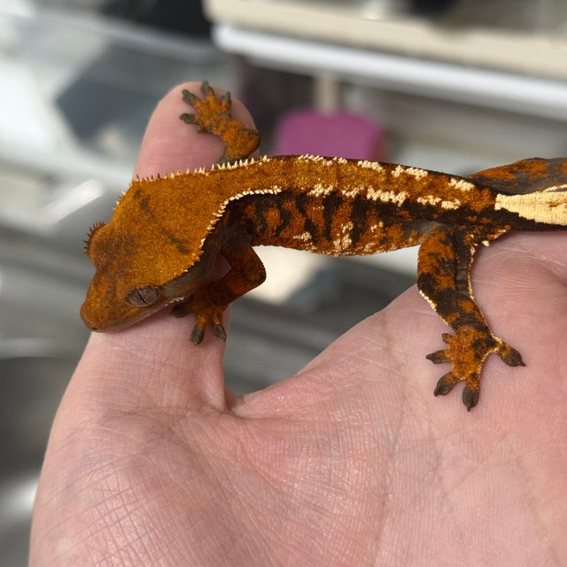 트라이 익스트림할리퀸 텐저린