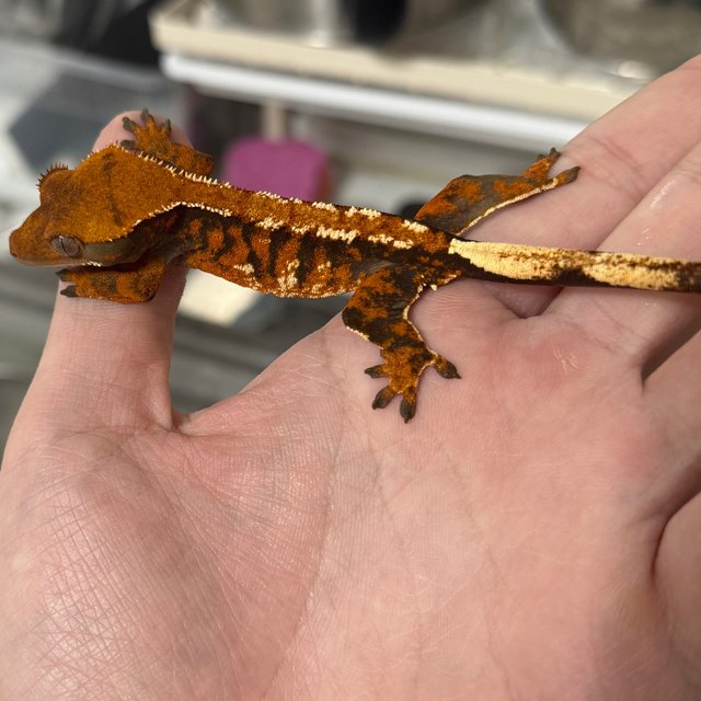 트라이 익스트림할리퀸 텐저린