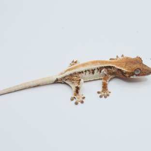 릴리 세이블 솔리드백 크림