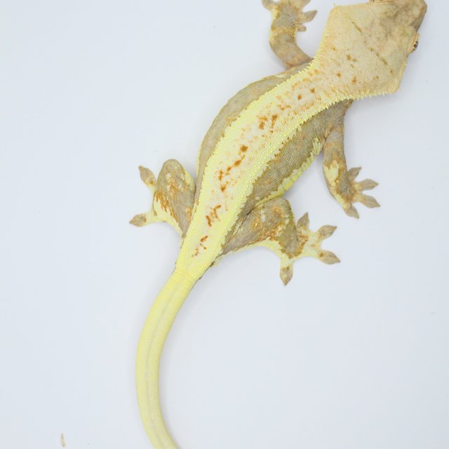 릴리화이트 트라이