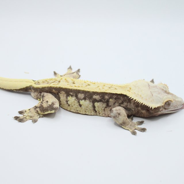 트라이 익스트림할리퀸