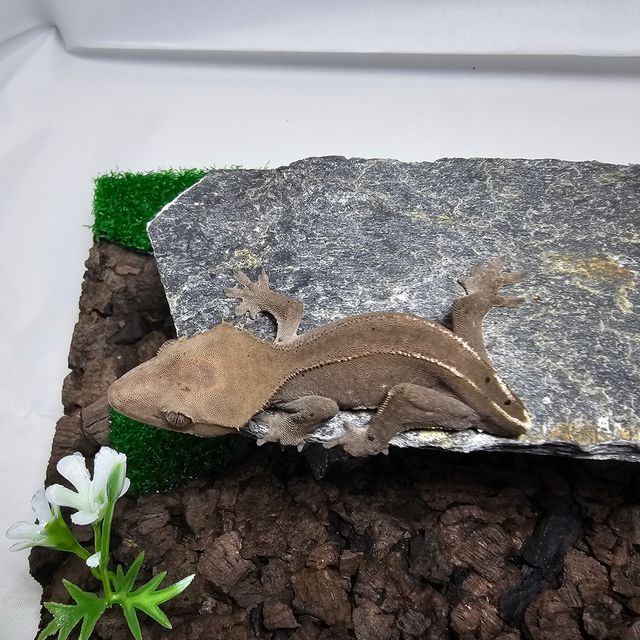 아잔틱