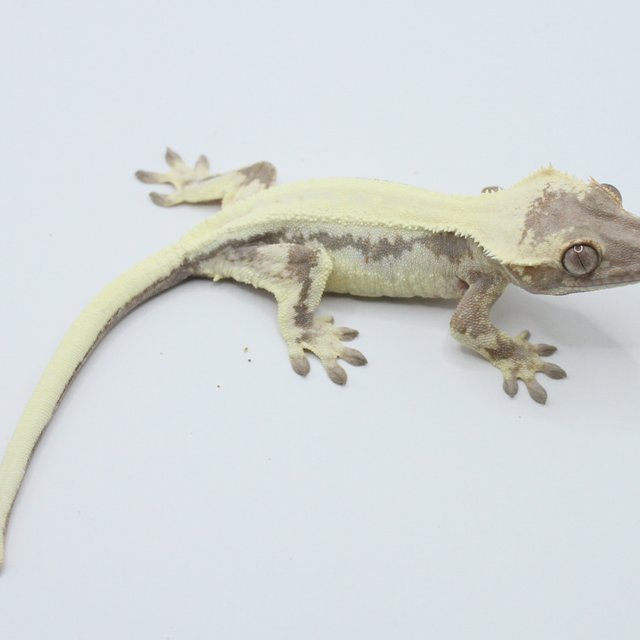 릴리 세이블 솔리드백