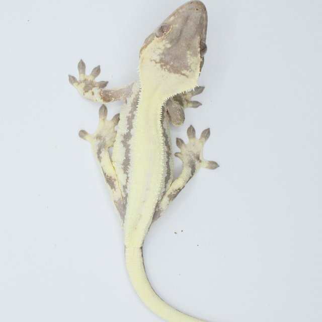 릴리 세이블 솔리드백