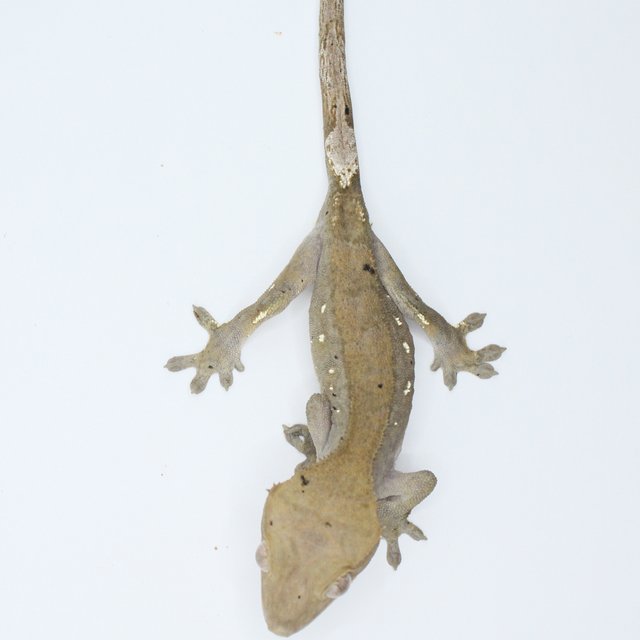 세이블 100%헷아잔틱 달마시안