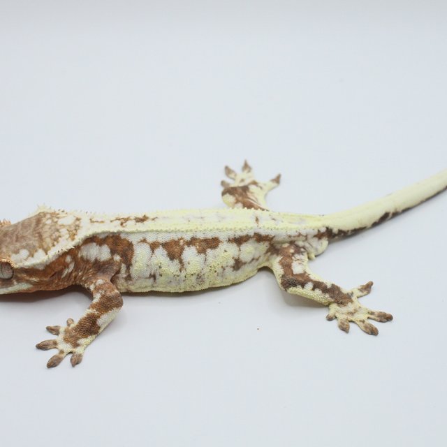 프라푸치노 100%헷아잔틱 릴리100%헷아잔틱