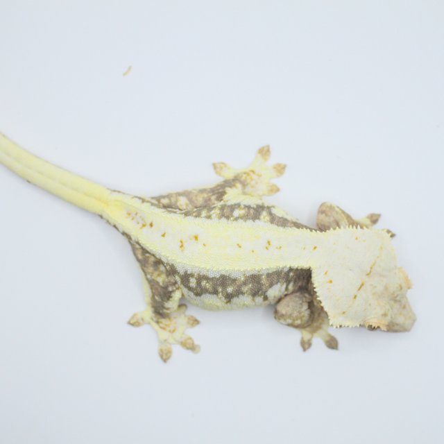 트라이 릴리화이트