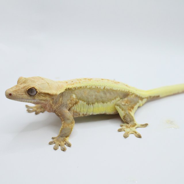 릴리화이트 트라이