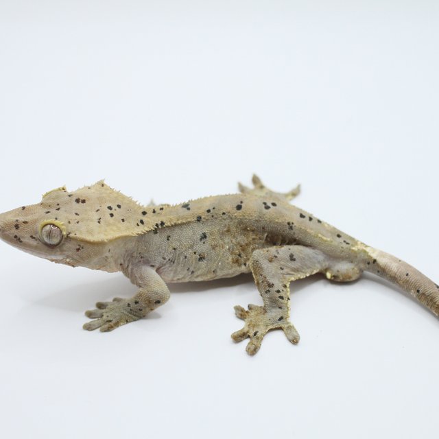 100%헷아잔틱 슈퍼달마시안