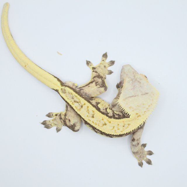 트라이 익스트림할리퀸