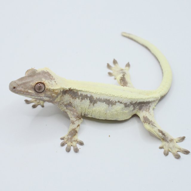 릴리 세이블 솔리드백