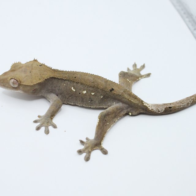 세이블 100%헷아잔틱 달마시안