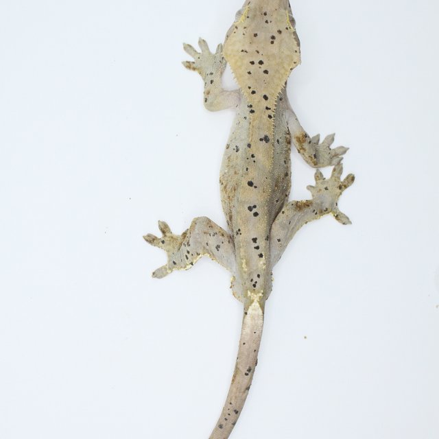 100%헷아잔틱 슈퍼달마시안