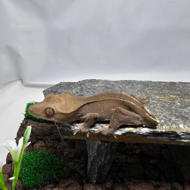 아잔틱