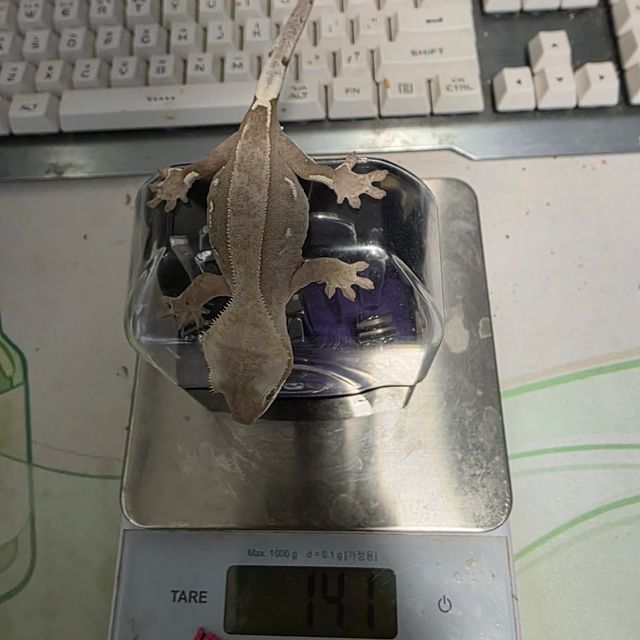 아잔틱