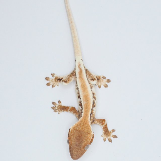 릴리 세이블 솔리드백 크림