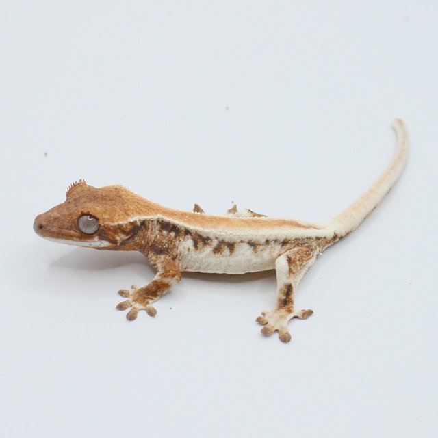 릴리 세이블 솔리드백 크림