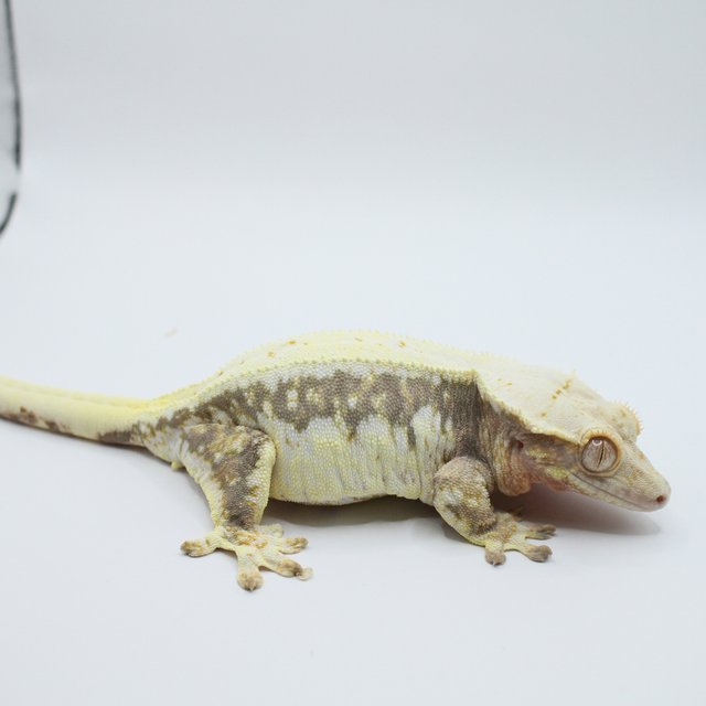 트라이 릴리화이트