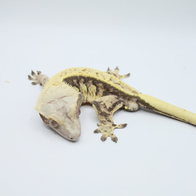 트라이 익스트림할리퀸