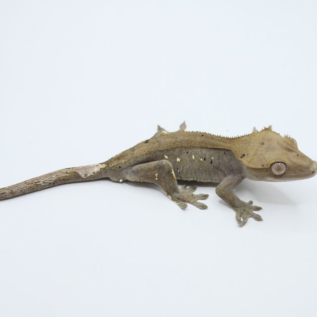 세이블 100%헷아잔틱 달마시안