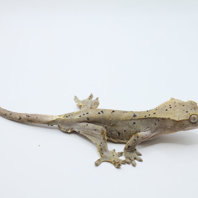 100%헷아잔틱 슈퍼달마시안